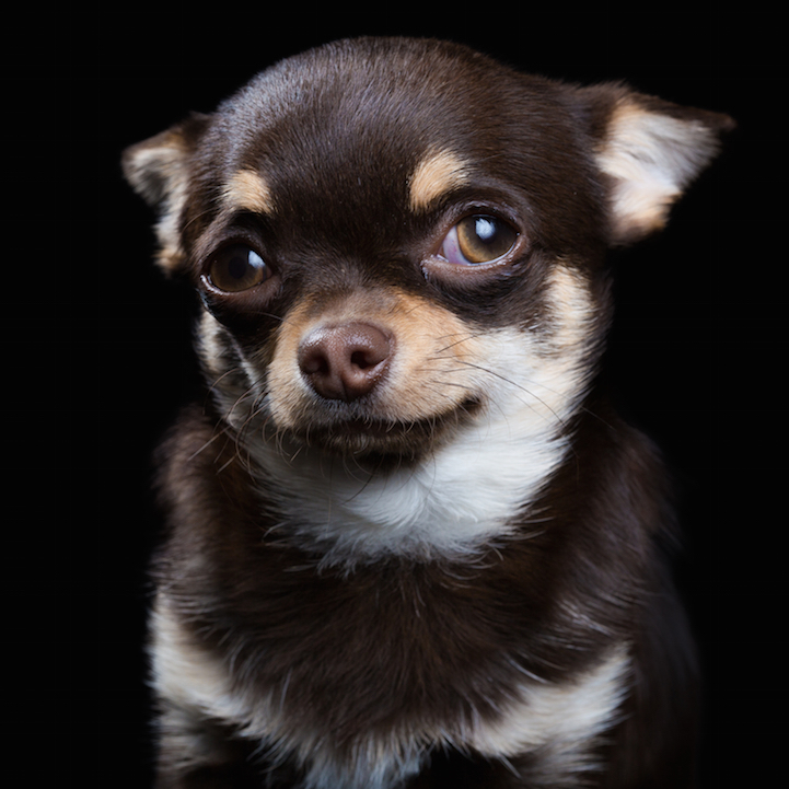 Robert Bahou funny faces animals 4