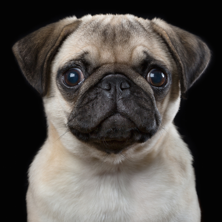 Robert Bahou funny faces animals 5