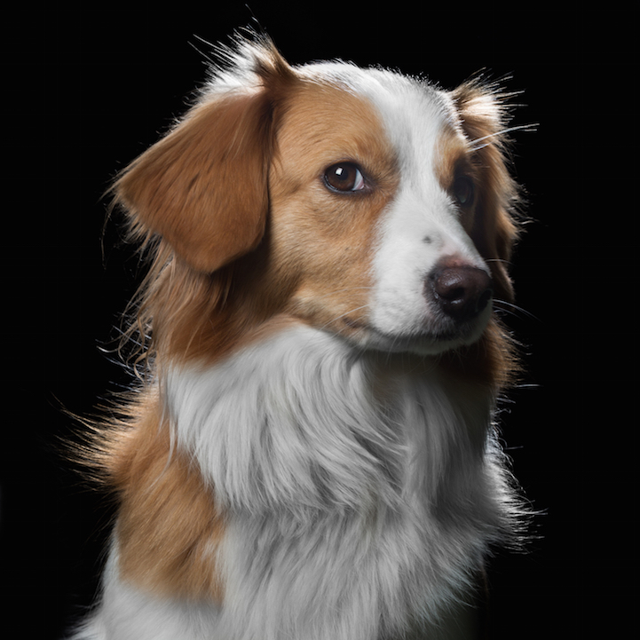 Robert Bahou funny faces animals 6