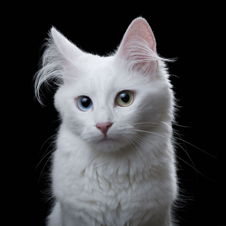 Robert Bahou funny faces animals 7