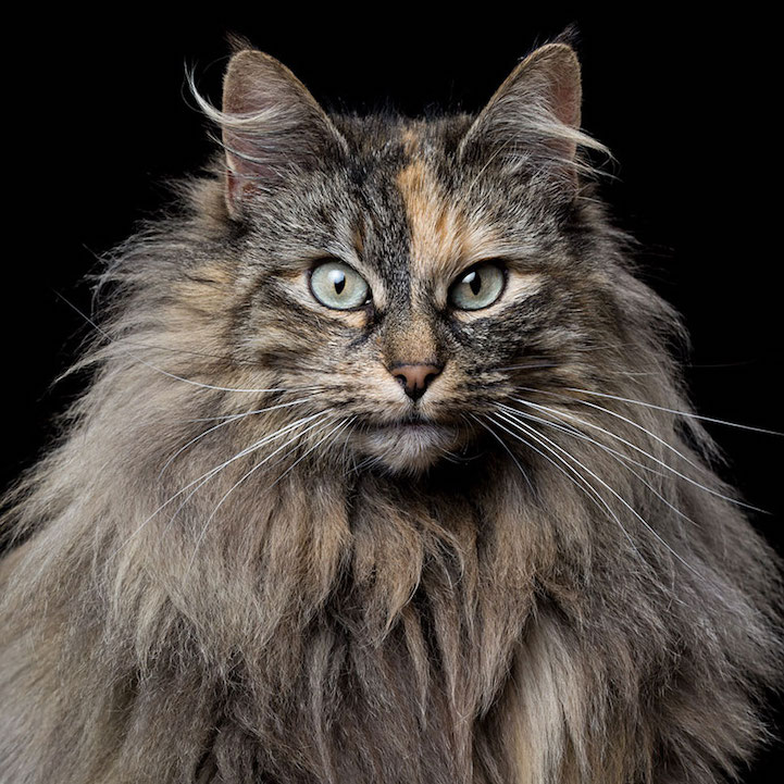 Robert Bahou funny faces animals 9
