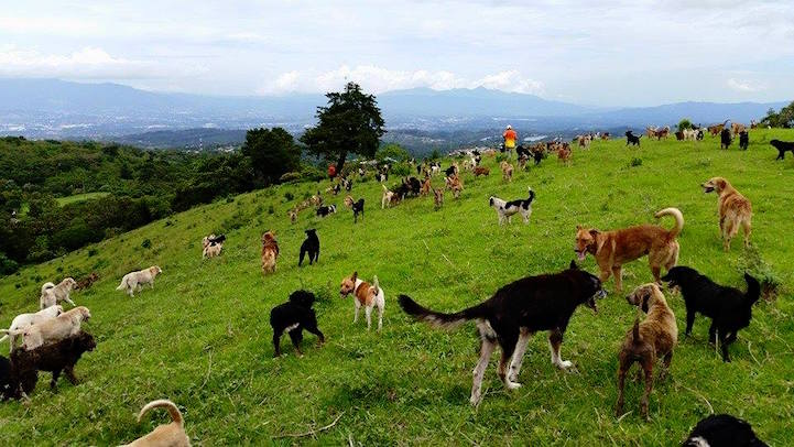 Territorio de Zaguates perros callejeros