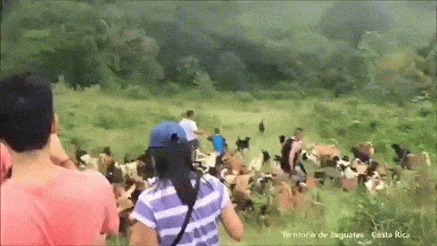 Territorio de Zaguates perros callejeros 11