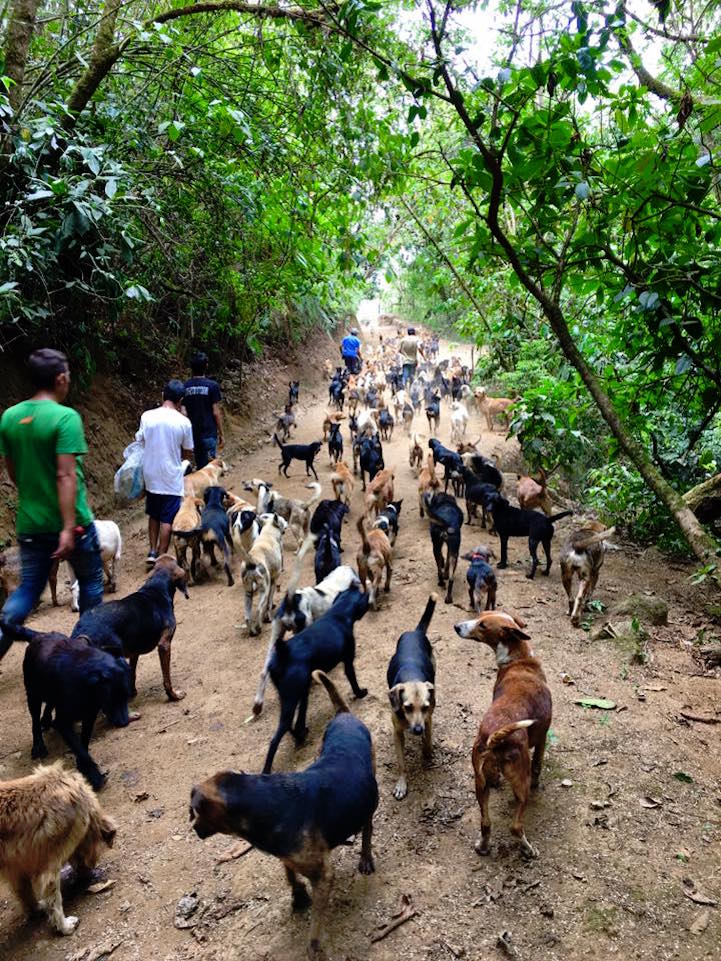 Territorio de Zaguates perros callejeros 5