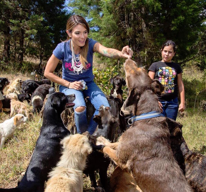 Territorio de Zaguates perros callejeros 7