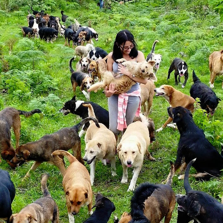Territorio de Zaguates perros callejeros 8