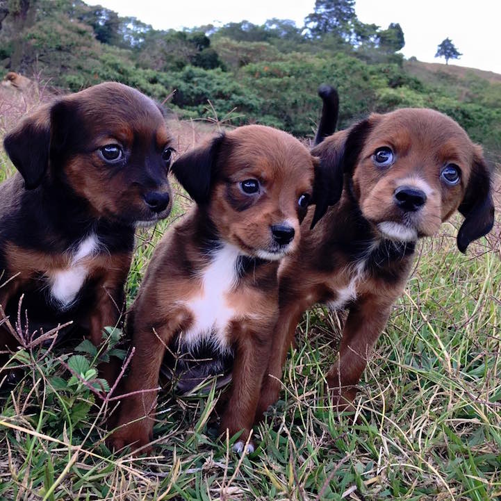 Territorio de Zaguates perros callejeros 9