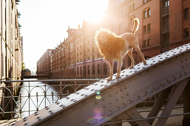 Tschikko Leopold von Werner Julia Marie Werner perro leon 2