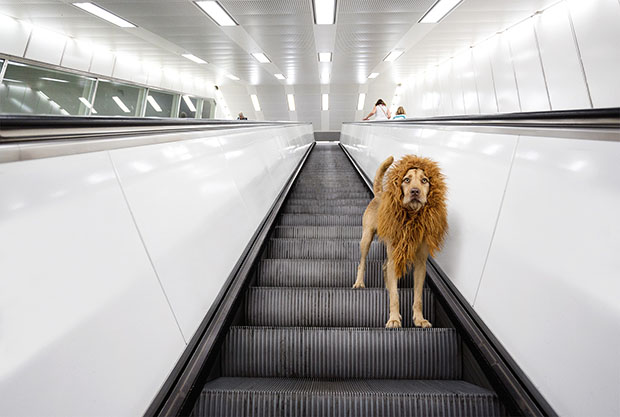 Tschikko Leopold von Werner Julia Marie Werner perro leon 5