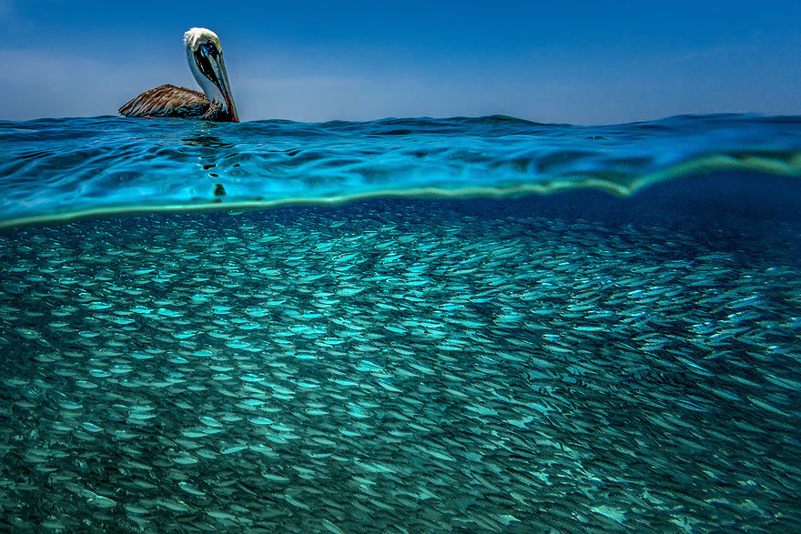 fotografias semisubmarinas03
