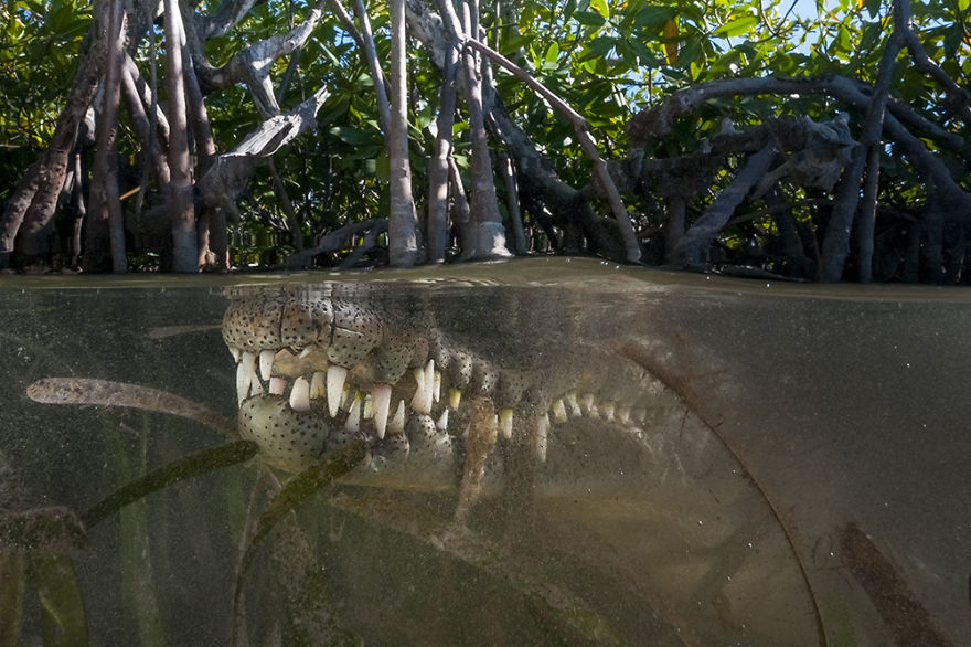 fotografias semisubmarinas14