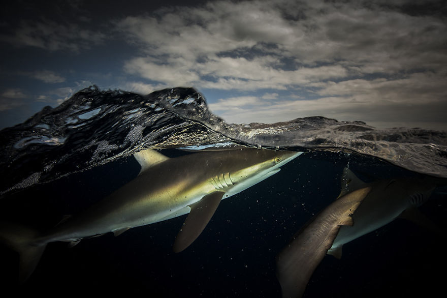 fotografias semisubmarinas16