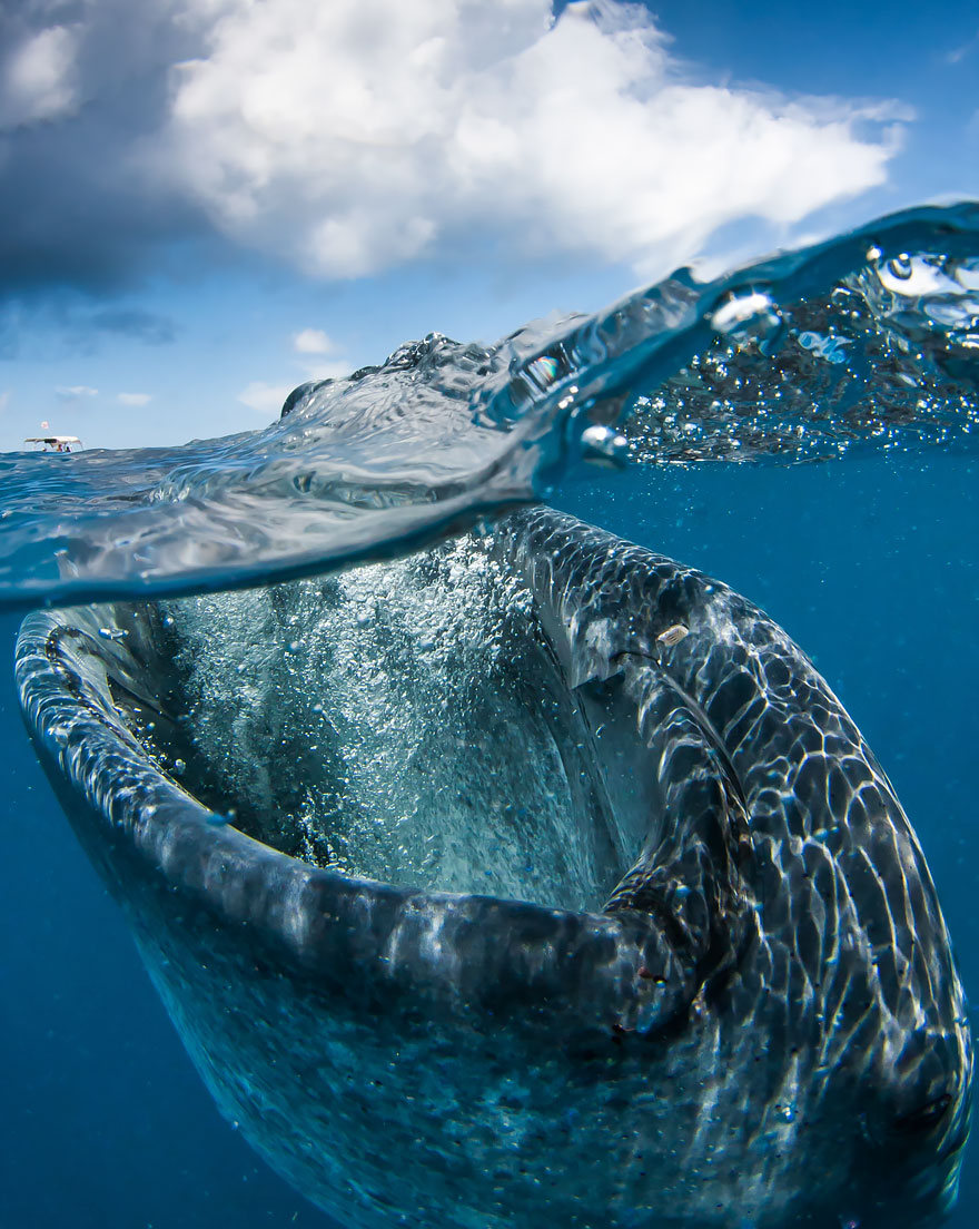 fotografias semisubmarinas18
