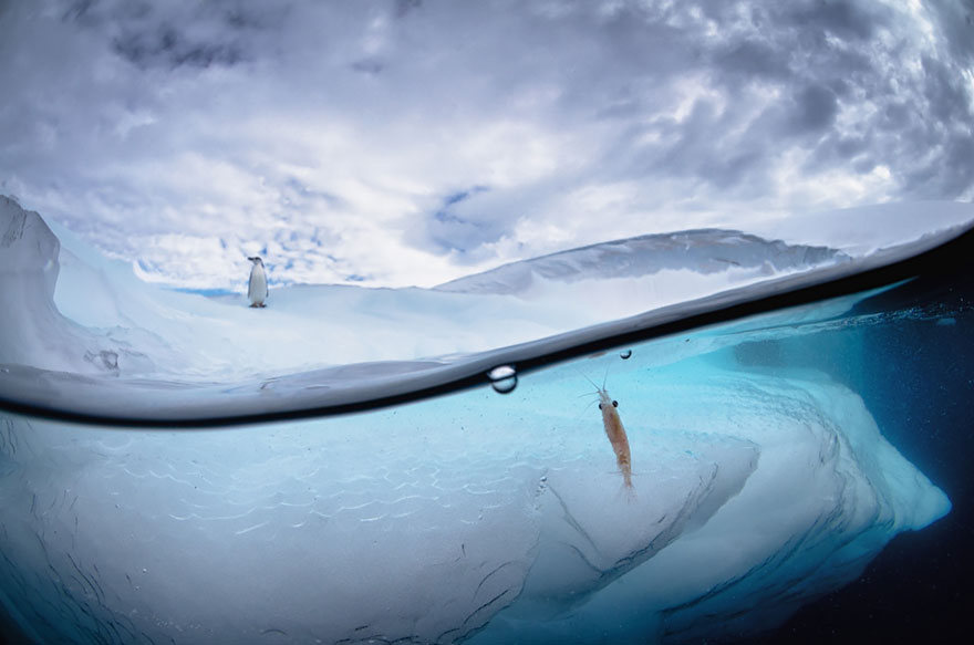 fotografias semisubmarinas27