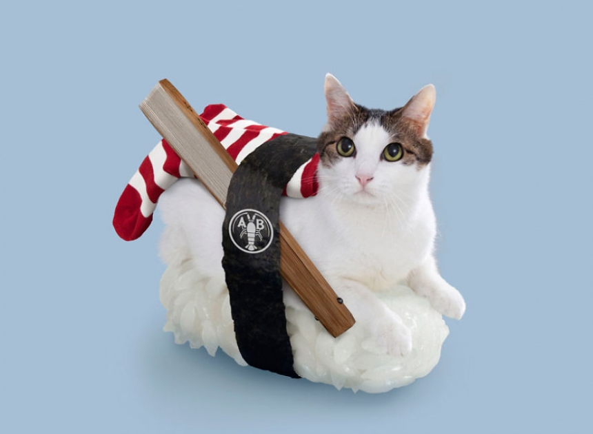 sushicat culturainquieta