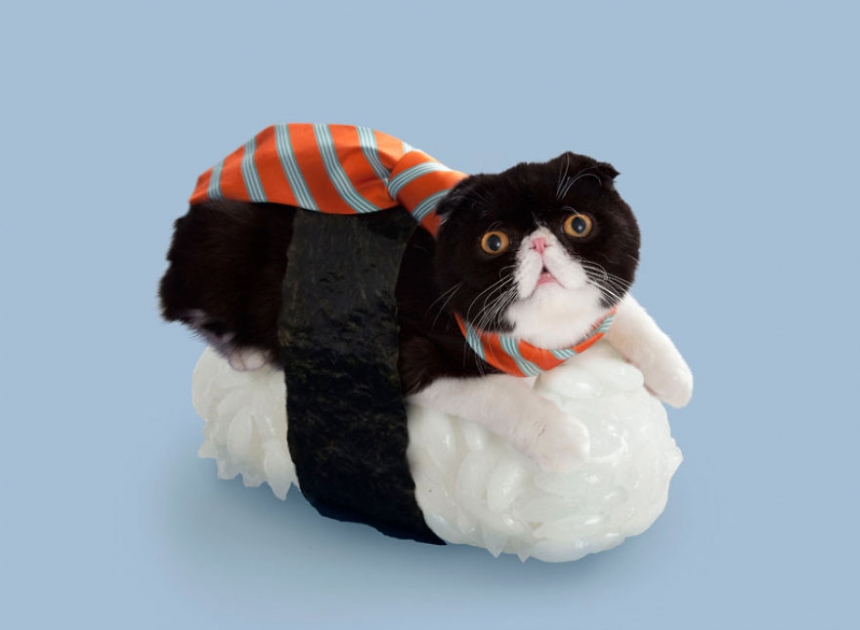 sushicat culturainquieta10