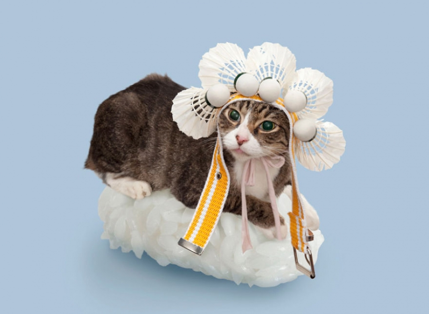 sushicat culturainquieta11