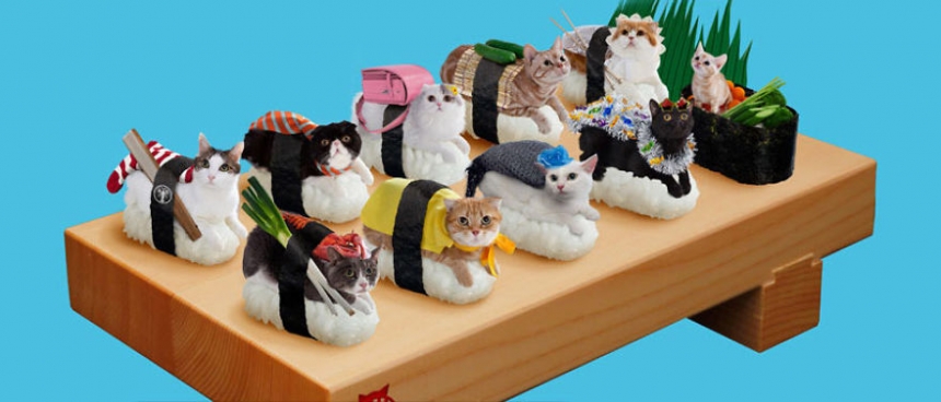 sushicat culturainquieta12