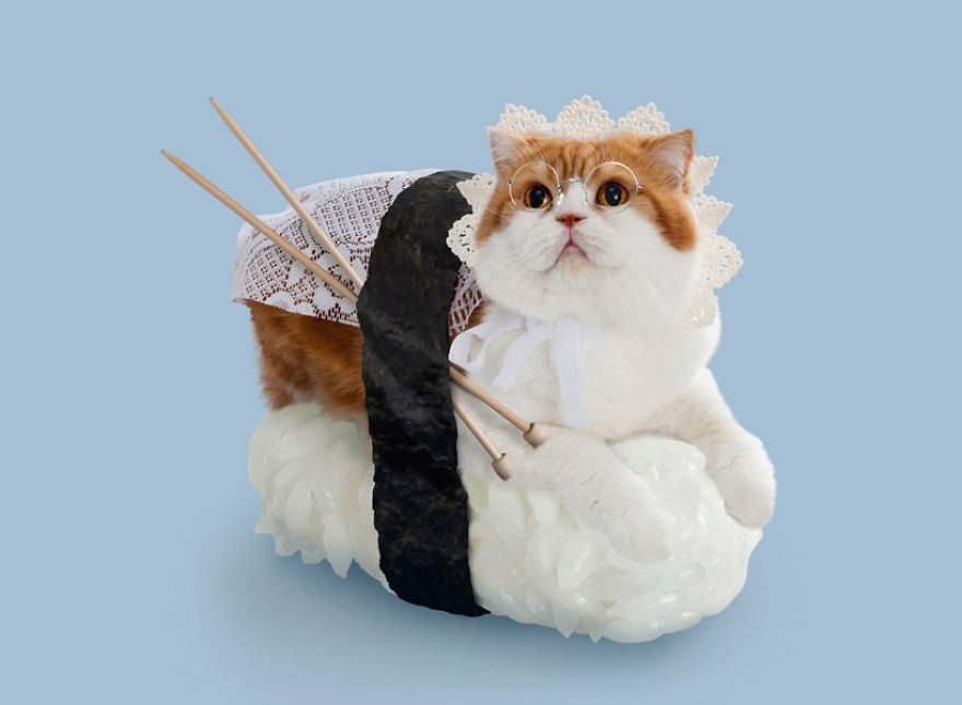 sushicat culturainquieta14