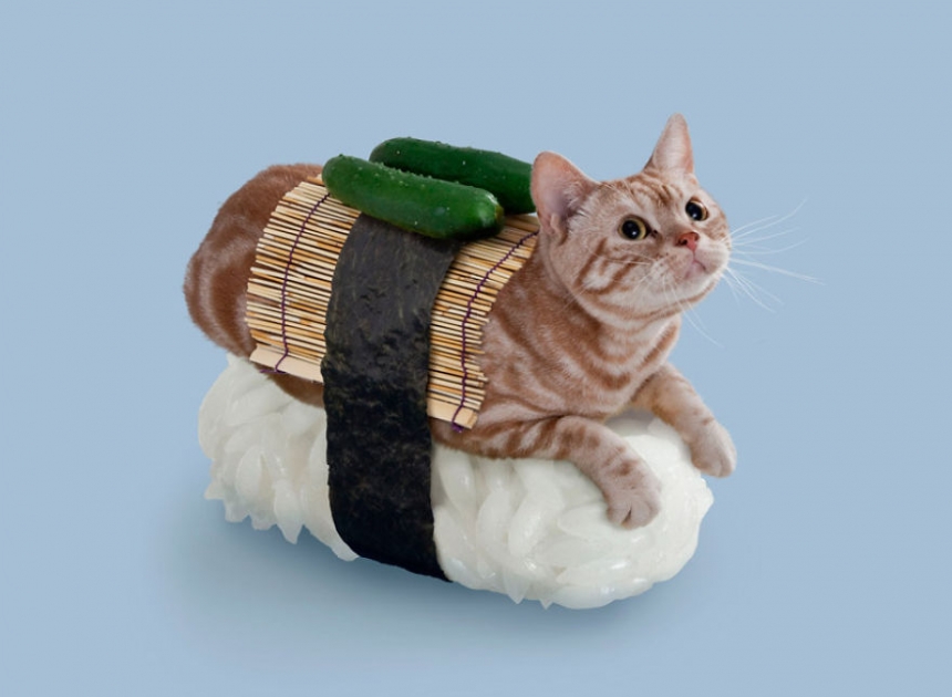 sushicat culturainquieta5