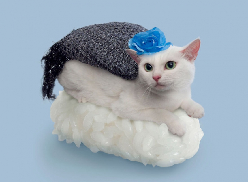 sushicat culturainquieta6