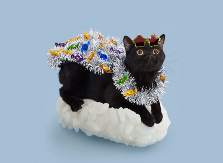 sushicat culturainquieta8