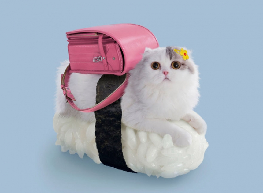 sushicat culturainquieta9