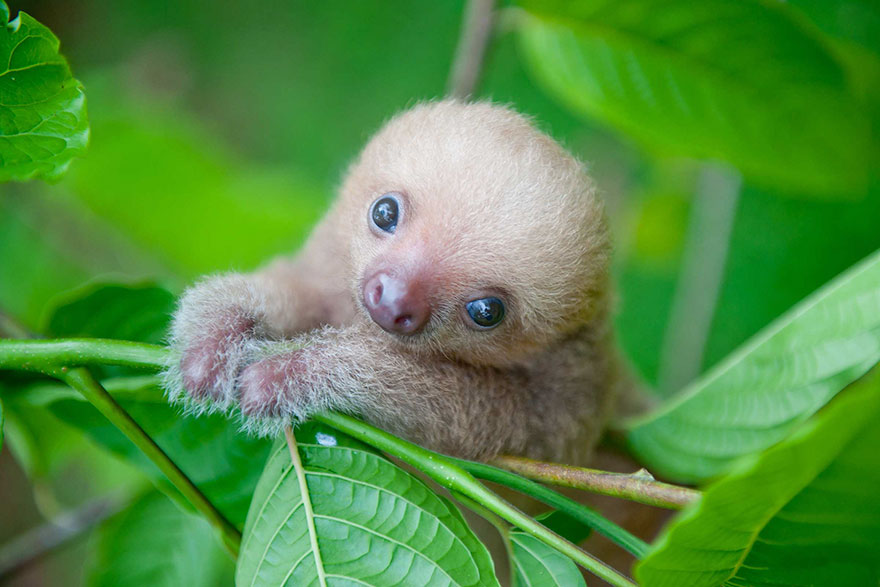 Sam Trull sloth perezosos