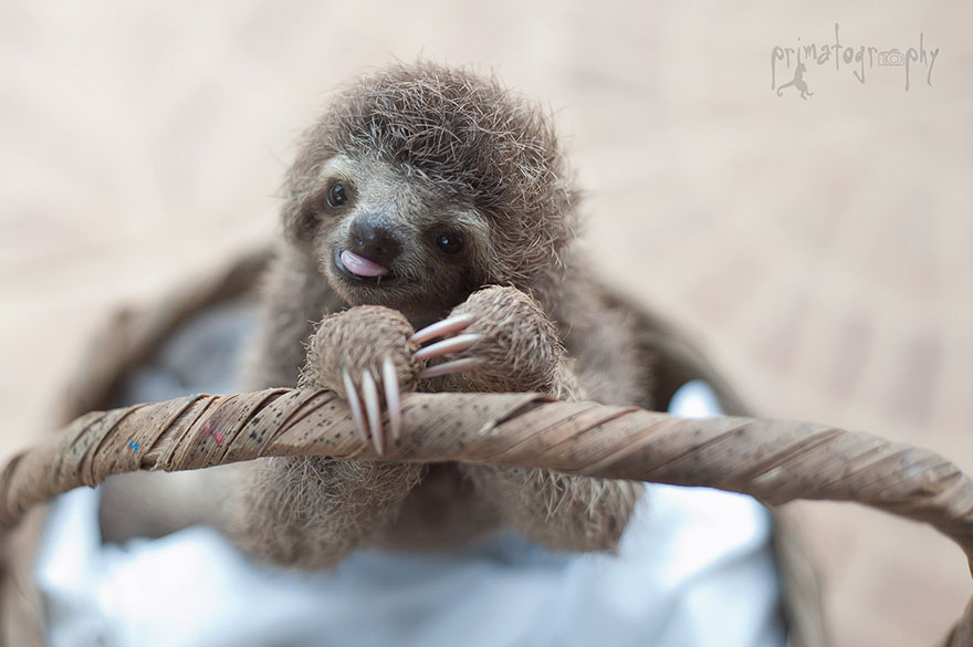 Sam Trull sloth perezosos 10