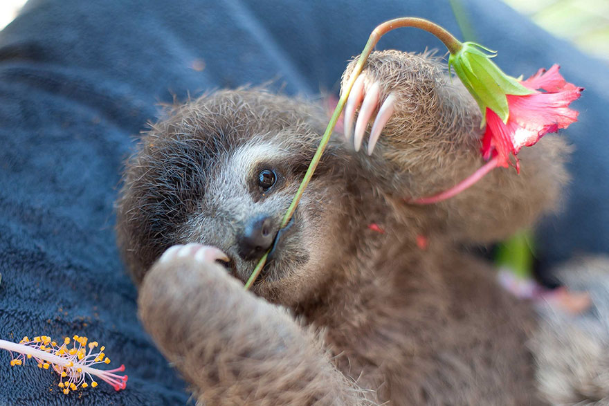 Sam Trull sloth perezosos 11