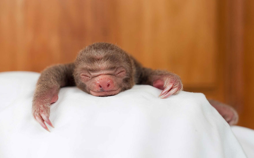 Sam Trull sloth perezosos 12