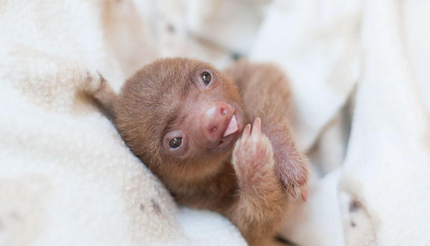 Sam Trull sloth perezosos 13