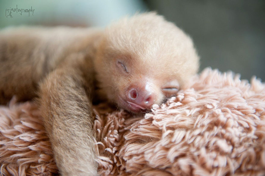 Sam Trull sloth perezosos 3