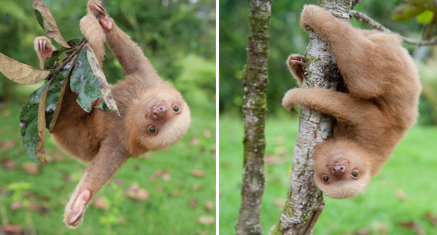 Sam Trull sloth perezosos 4
