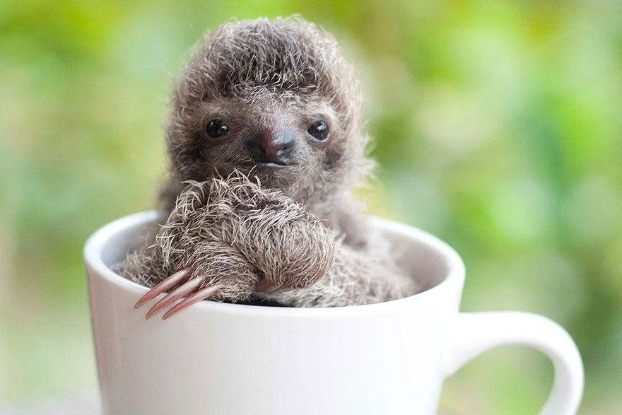 Sam Trull sloth perezosos 5
