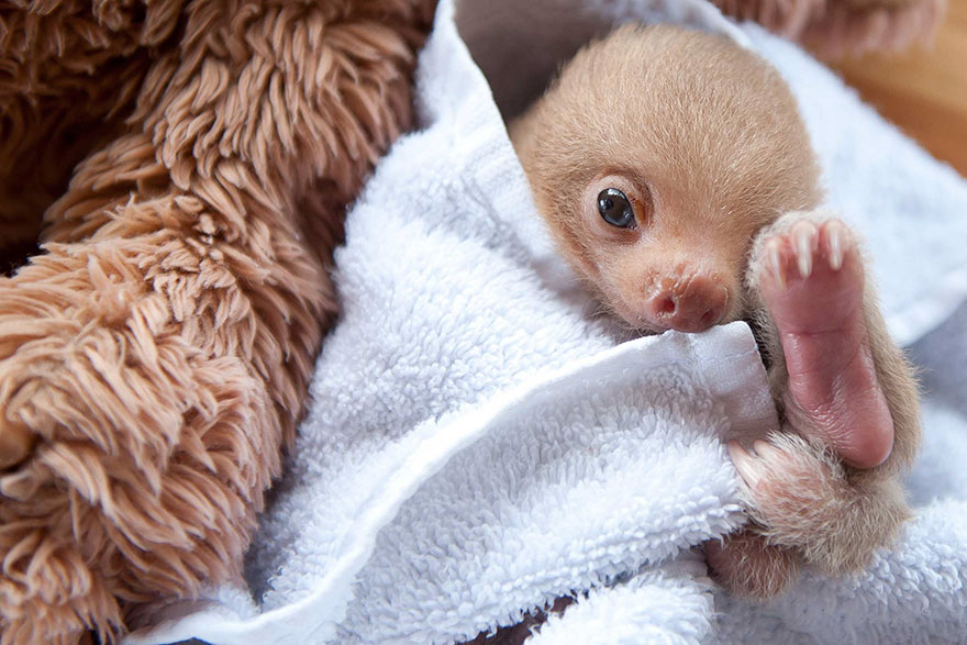 Sam Trull sloth perezosos 6
