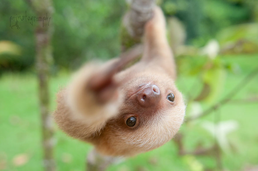 Sam Trull sloth perezosos 7