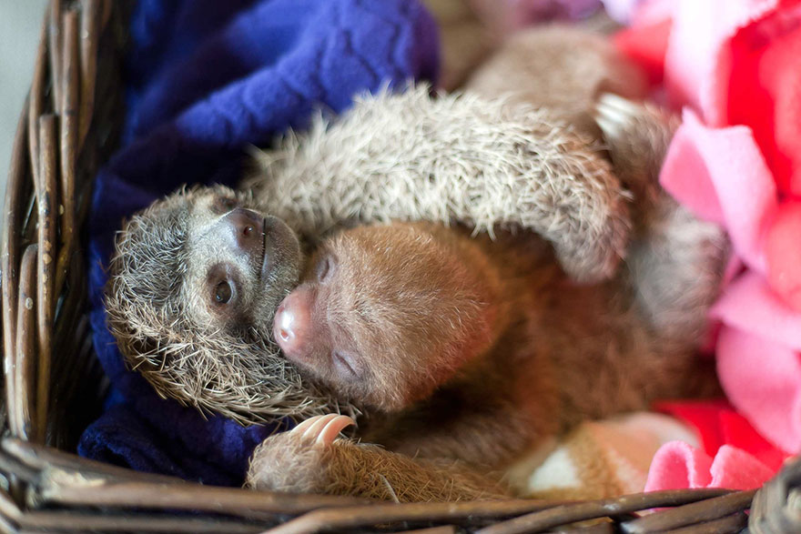 Sam Trull sloth perezosos 8