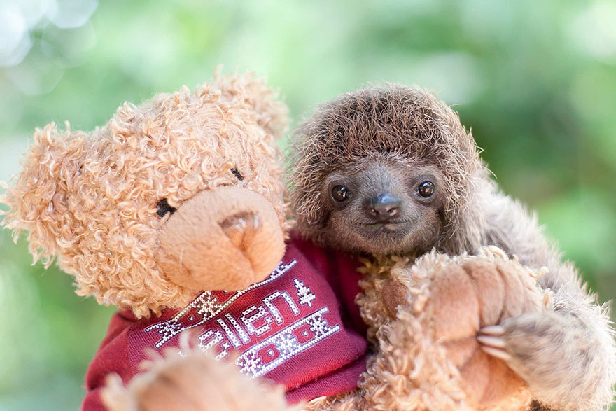 Sam Trull sloth perezosos 9