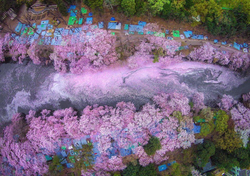 floracion parque Inokashira Tokio