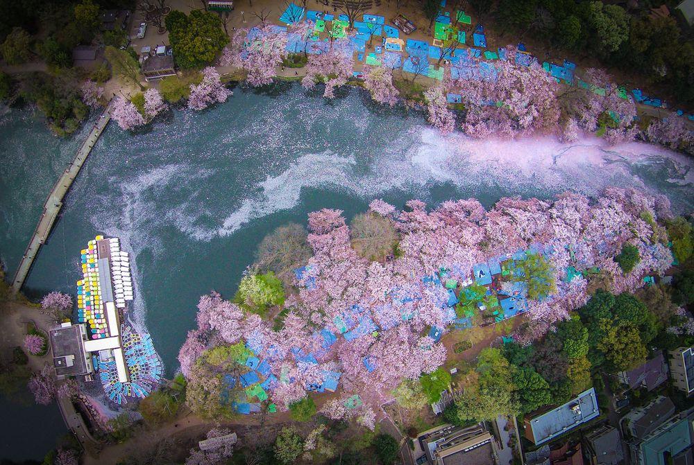 floracion parque Inokashira Tokio 2