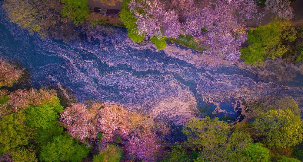 floracion parque Inokashira Tokio 3