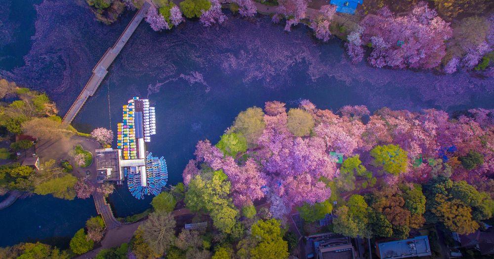 floracion parque Inokashira Tokio 4