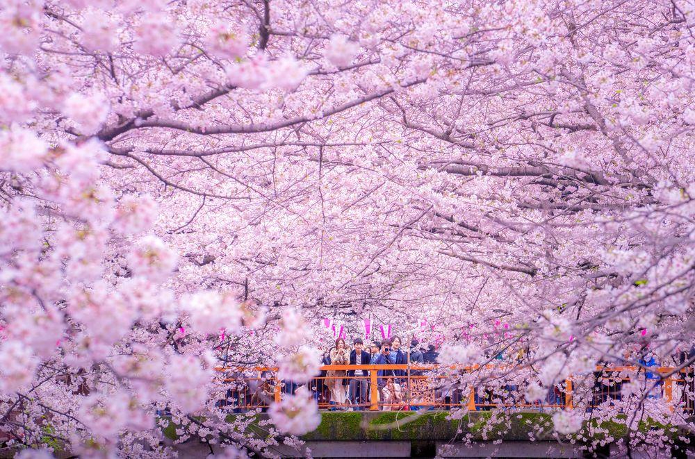 floracion parque Inokashira Tokio 5