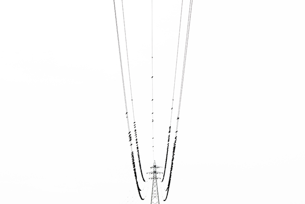 kawau 08