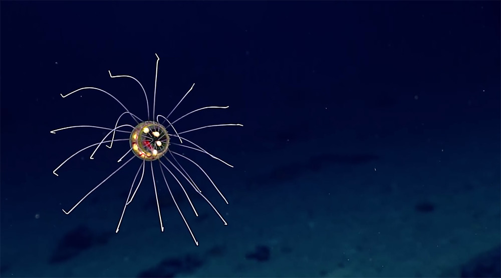 medusa abisal animales profundidades oceanicas