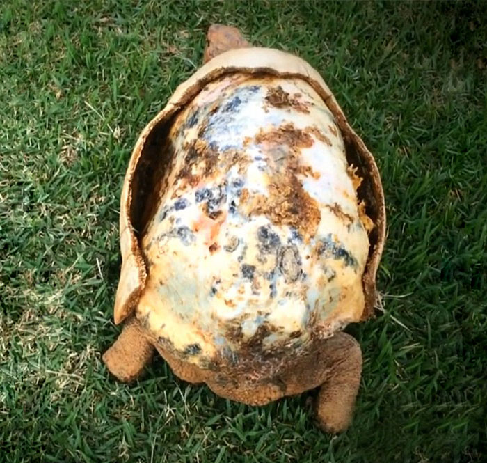 tortuga con concha impresa 3D