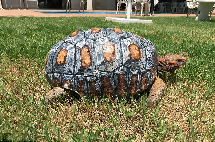 tortuga con concha impresa 3D 6