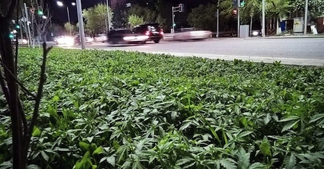 Marihuana urbana 01
