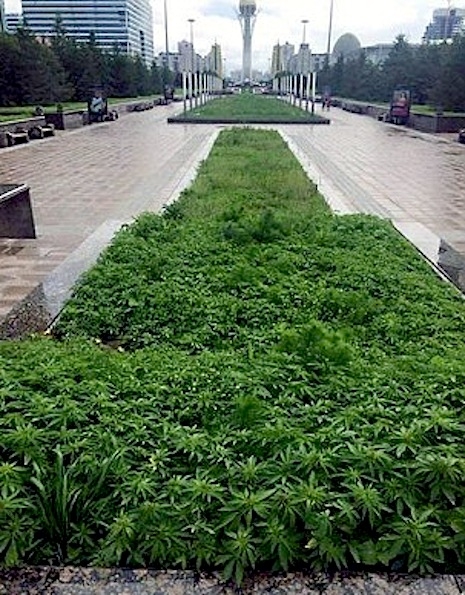 Marihuana urbana 02